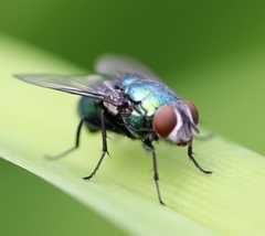 Lucilia ampullacea
