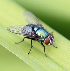 Lucilia ampullacea
