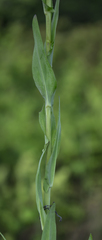 Turritis glabra