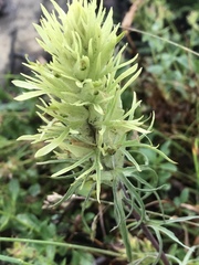 Castilleja cervina