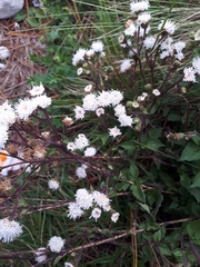 Ageratina prunellifolia
