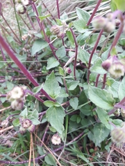Ageratina prunellifolia