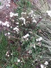 Ageratina prunellifolia