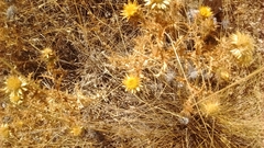 Carlina corymbosa