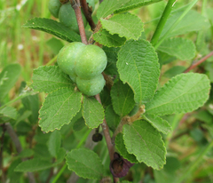 Grewia avellana
