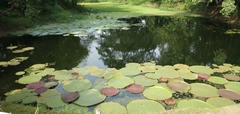Victoria amazonica