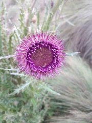 Cirsium jorullense
