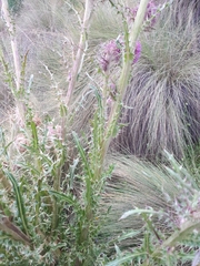 Cirsium jorullense