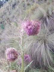 Cirsium jorullense