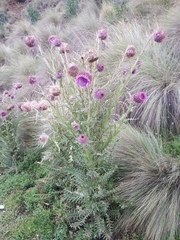 Cirsium jorullense