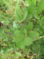 Grewia avellana
