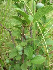 Grewia avellana
