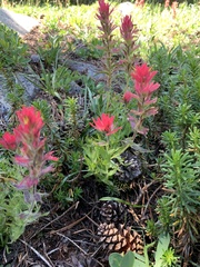 Castilleja peirsonii