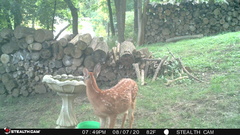 Odocoileus virginianus