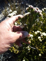 Leucadendron sorocephalodes
