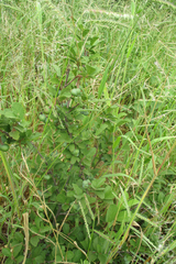 Grewia avellana