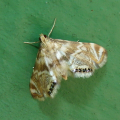 Petrophila canadensis