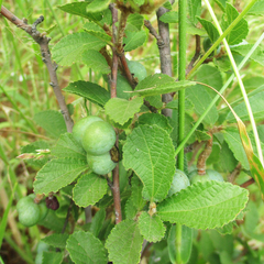 Grewia avellana