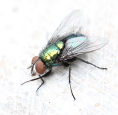 Lucilia bufonivora