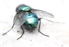 Lucilia bufonivora