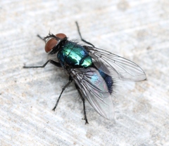 Lucilia bufonivora