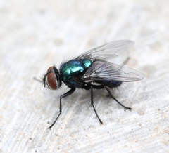 Lucilia bufonivora