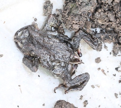 Lucilia bufonivora