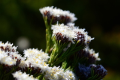 Leucadendron sorocephalodes