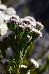 Leucadendron sorocephalodes