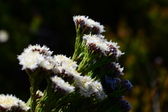 Leucadendron sorocephalodes