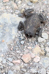 Lucilia bufonivora