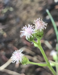 Antennaria racemosa