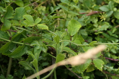 Myosotis secunda