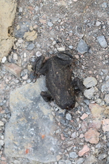 Lucilia bufonivora