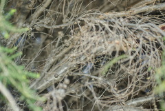 Melaleuca cardiophylla