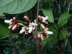 Heckeldora jongkindii