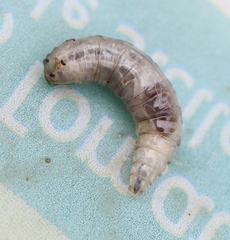 Lucilia bufonivora