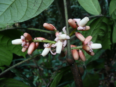 Heckeldora jongkindii