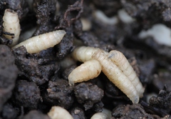 Lucilia bufonivora