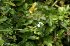 Myosotis secunda