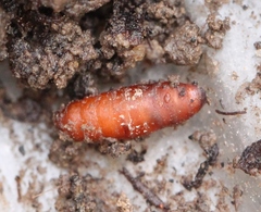 Lucilia bufonivora