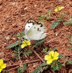 Colotis aurora