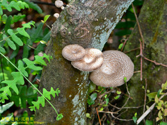 Lentinus squarrosulus