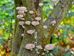 Lentinus squarrosulus
