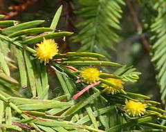 Taxodiomyia