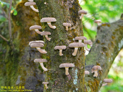 Lentinus squarrosulus