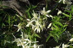 Clematis linearifolia