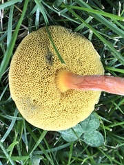 Hortiboletus rubellus