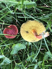 Hortiboletus rubellus