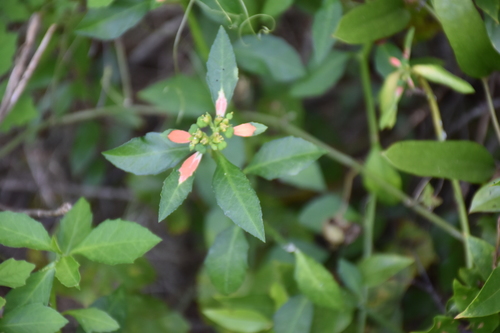 Euphorbia heterophylla var. cyathophora image
